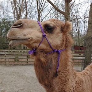 May include: A close-up of a camel's head with a purple rope halter. The camel has a light brown coat and is looking to the side.