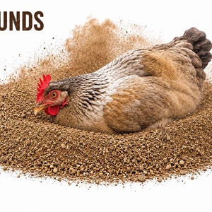 May include: A brown and grey chicken with a red comb resting in a pile of brown dirt, with the text 7 POUNDS visible in the upper left corner. The chicken is partially covered in dust, creating a cloud effect around its body against a white background.