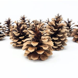 20 Natural Pine Cones Real Pine Cones About 2 to 3 Inches Tall