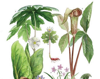 Spring Wildflowers 11"x14" Giclee Print