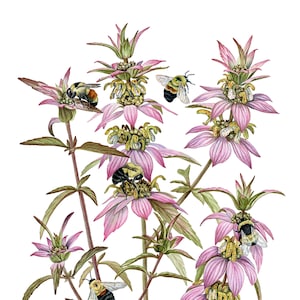 Monarda punctata & Bombus spp. 11x14" Giclee Print