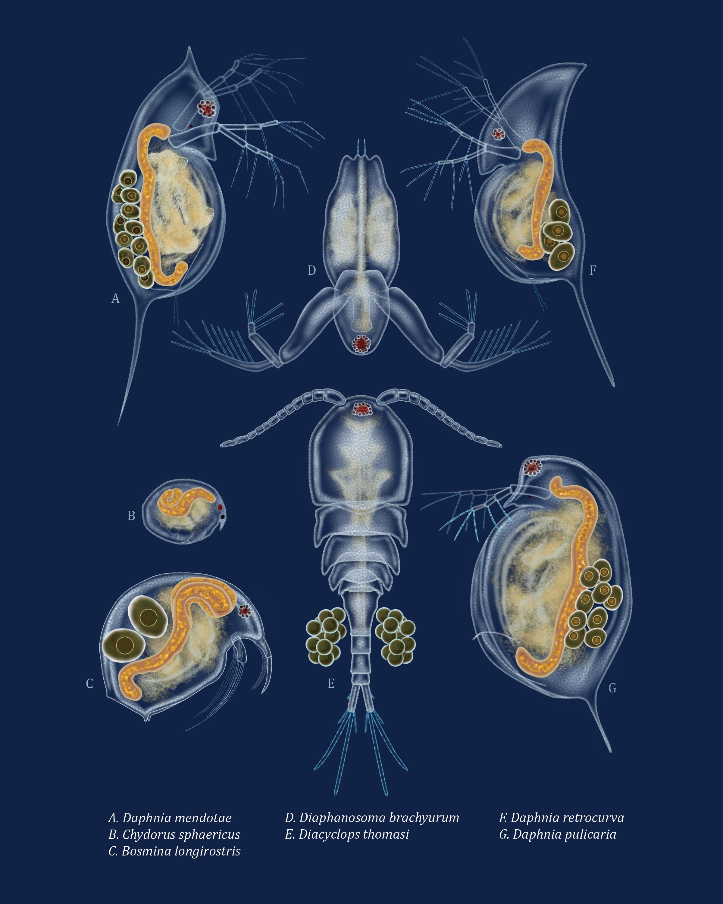 Zooplankton of the Great Lakes 8x10 Giclee Print Etsy