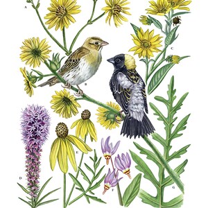 Wet-Mesic Prairie 11"x14" Giclee Print
