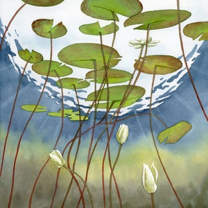 White Water Lilies