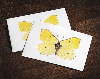 Brimstone butterfly postcard or folding card