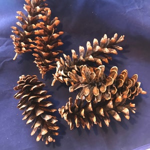 Pinecones, bowl filler, fireplace starter, natural home, five large pinecones