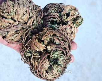 The Rose of Jericho, Resurrection Plant, Plant Magic, Jericho Rose