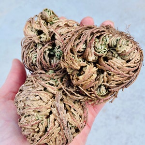 The Rose of Jericho, Resurrection Plant, Plant Magic, Jericho Rose image 6