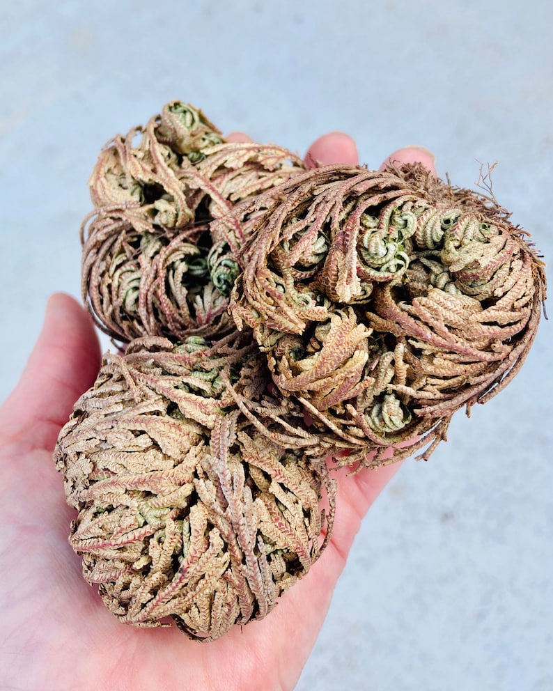 The Rose of Jericho, Resurrection Plant, Plant Magic, Jericho Rose image 6