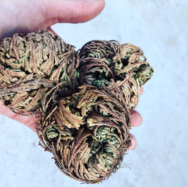 The Rose of Jericho, Resurrection Plant, Plant Magic, Jericho Rose image 1