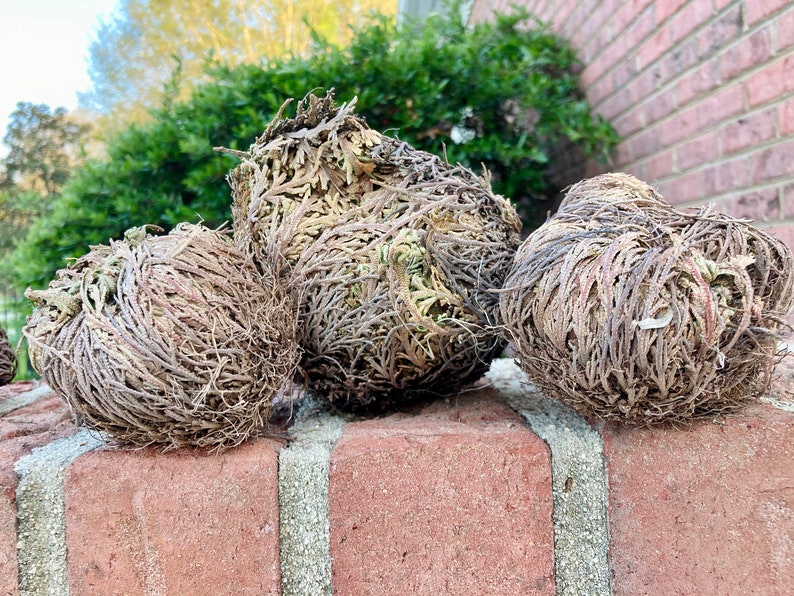 The Rose of Jericho, Resurrection Plant, Plant Magic, Jericho Rose image 10