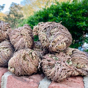 The Rose of Jericho, Resurrection Plant, Plant Magic, Jericho Rose image 7