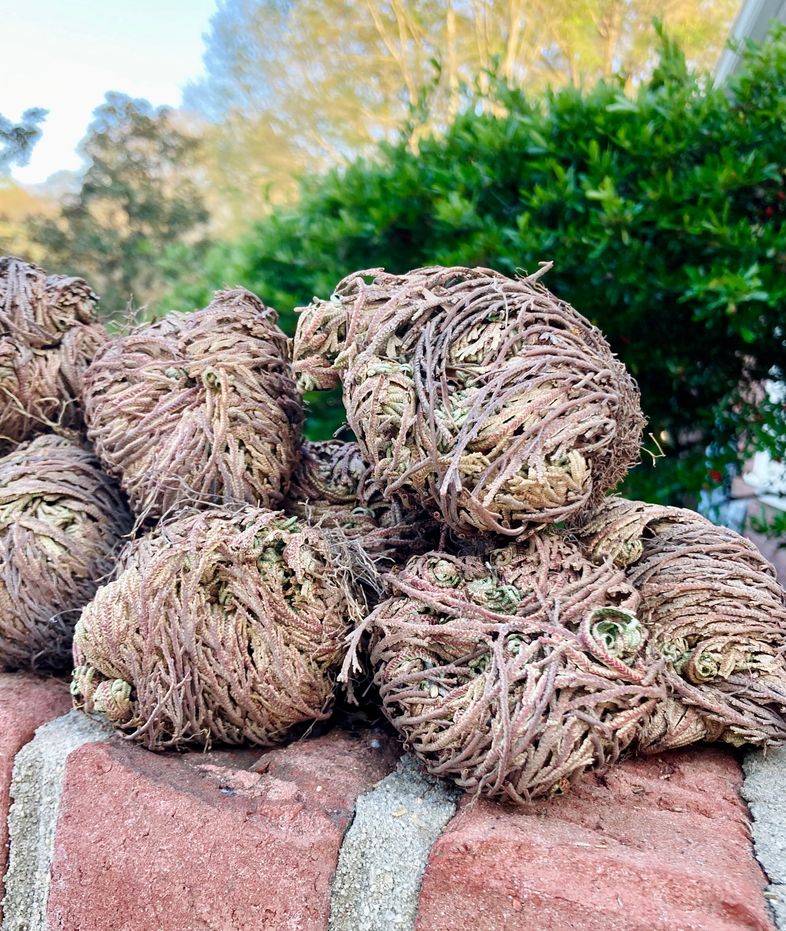 The Rose of Jericho Resurrection Plant Plant Magic Jericho Etsy