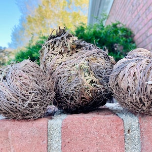 The Rose of Jericho, Resurrection Plant, Plant Magic, Jericho Rose image 3