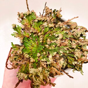 The Rose of Jericho, Resurrection Plant, Plant Magic, Jericho Rose image 8