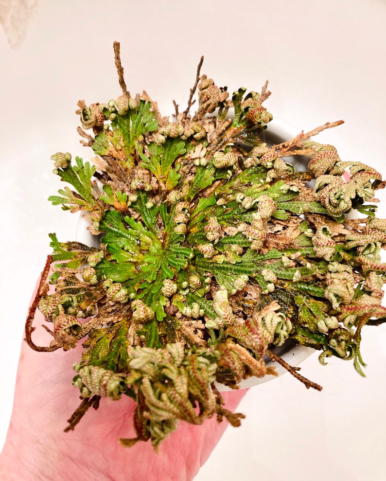 The Rose of Jericho, Resurrection Plant, Plant Magic, Jericho Rose image 8