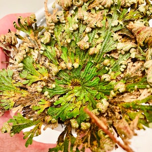 The Rose of Jericho, Resurrection Plant, Plant Magic, Jericho Rose image 2