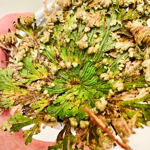 The Rose of Jericho, Resurrection Plant, Plant Magic, Jericho Rose image 9