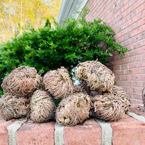 The Rose of Jericho, Resurrection Plant, Plant Magic, Jericho Rose image 5