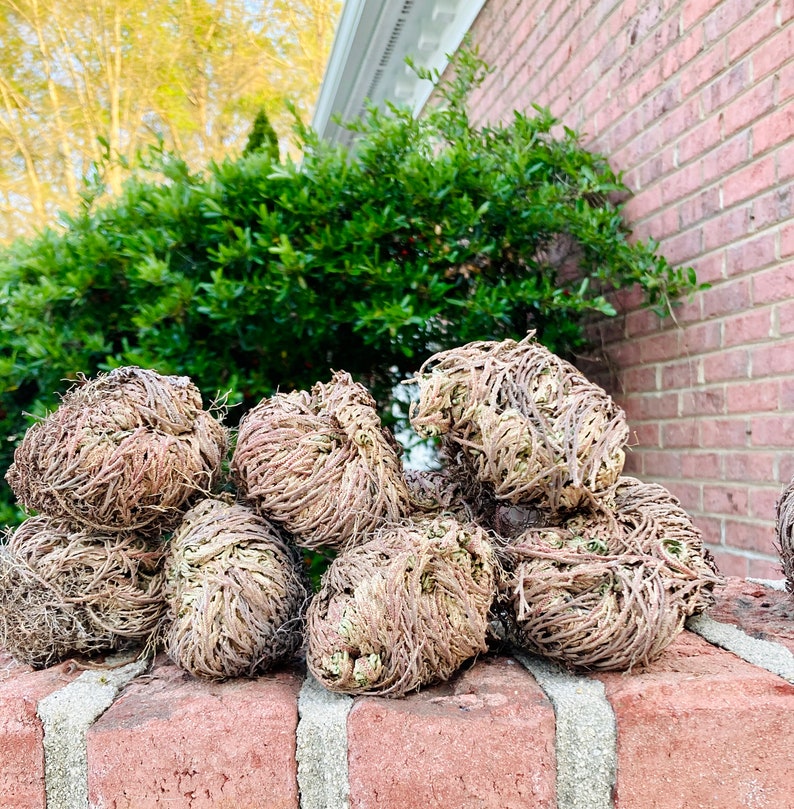 The Rose of Jericho, Resurrection Plant, Plant Magic, Jericho Rose image 5