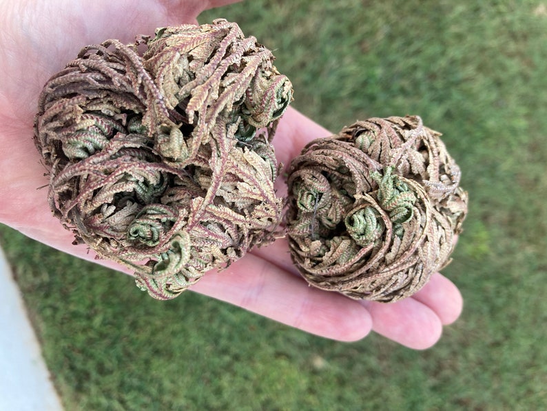 The Rose of Jericho, Resurrection Plant, Plant Magic, Jericho Rose image 4