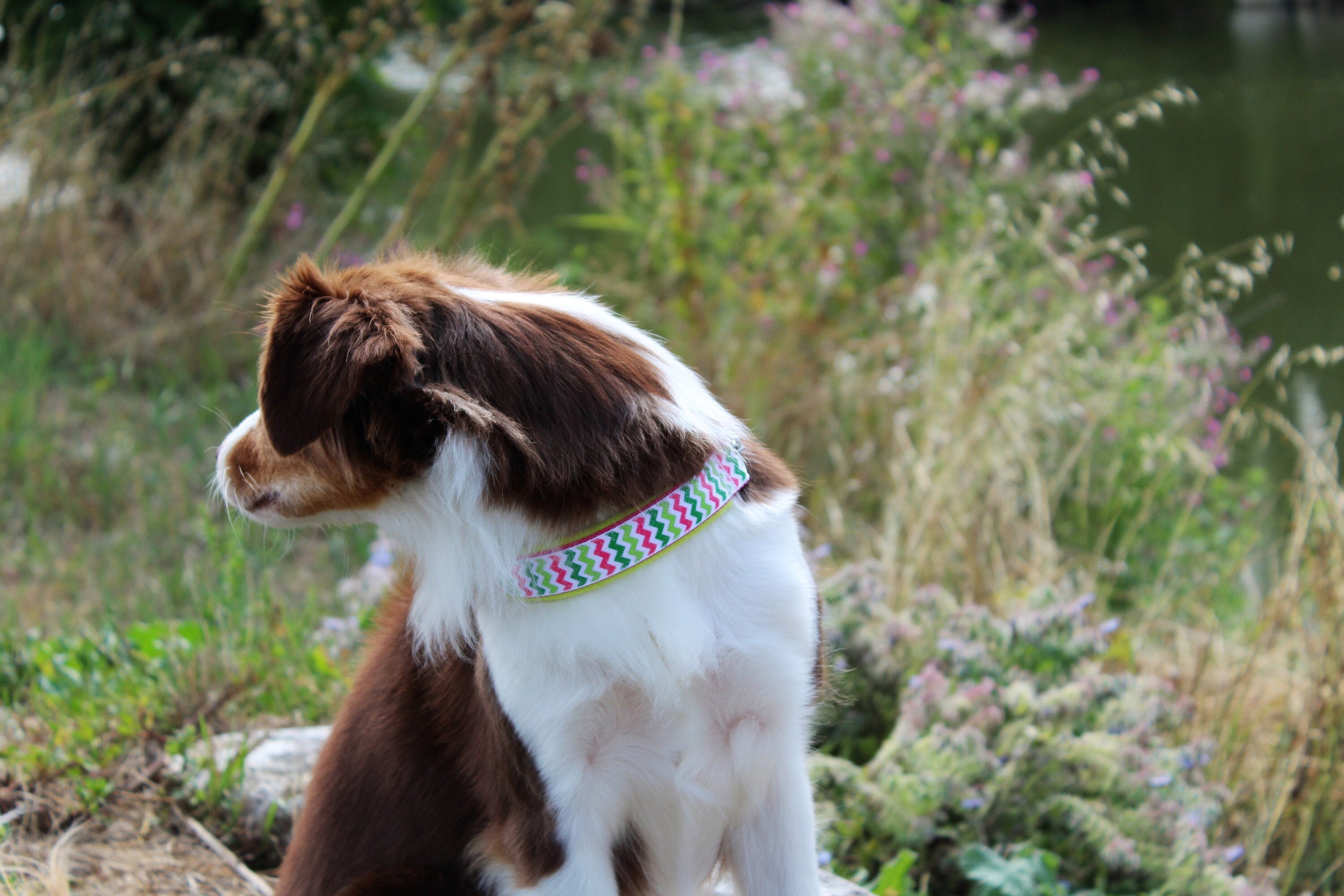 Collier Martingale Ruban Rose et Vert à Paillettes avec Polaire - Collier Pour Chien Design Accessoi