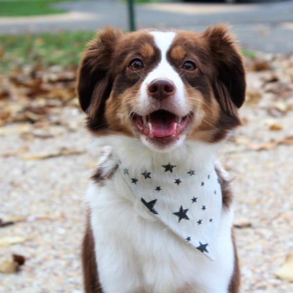 Bandana pour chiens et chats - accessoires pour chien - 4 tailles- fournitures pour chien - artisan français - Motif étoiles