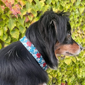 Può includere: Un cane nero e marrone con un collare per cani floreale blu, bianco e rosso.