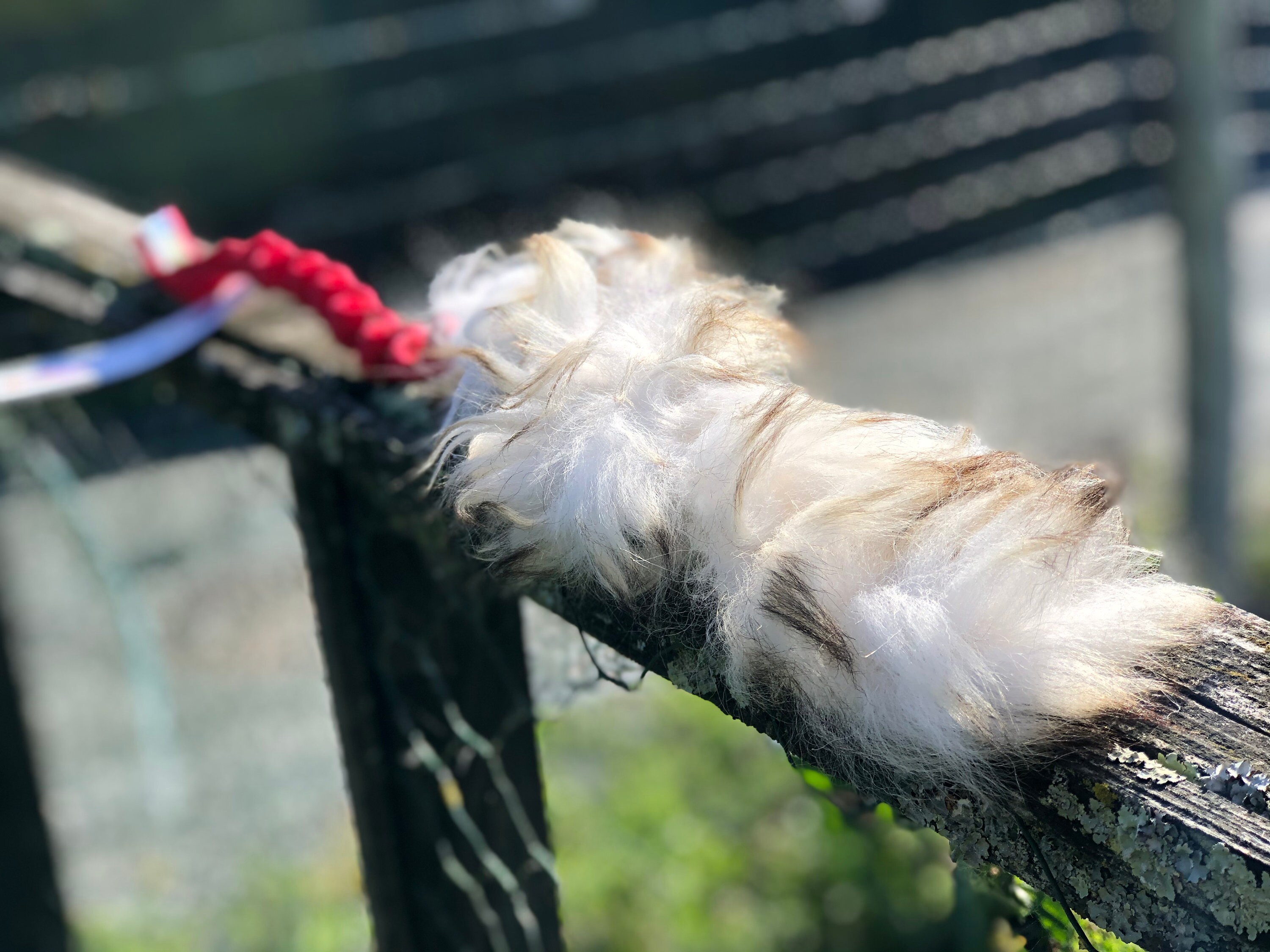 Tug Floramicato Fluffy Tail - Jouet Pour Chien et Chiot