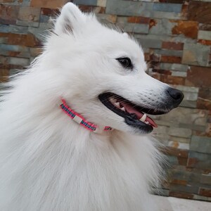 May include: A white fluffy dog with a pink and blue collar, looking to the right. The dog has black fur around its eyes and nose.