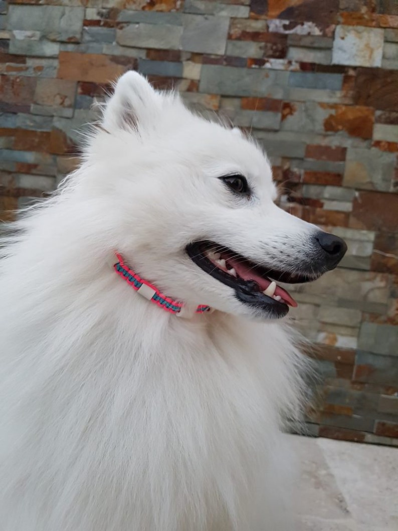 May include: A white fluffy dog with a pink and blue collar, looking to the right. The dog has black fur around its eyes and nose.