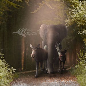 Digital Backdrop | Digital Background | Enchanted Forest | Fairy Forest | Animal Woods | Animal Kingdom | Elephant | Deer | Fantasy
