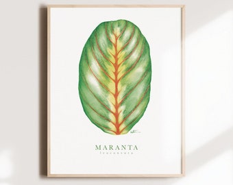 Affiche botanique Maranta, illustration feuille plante d'intérieur, art aquarelle, plants lovers, décoration murale, Katrinn Pelletier