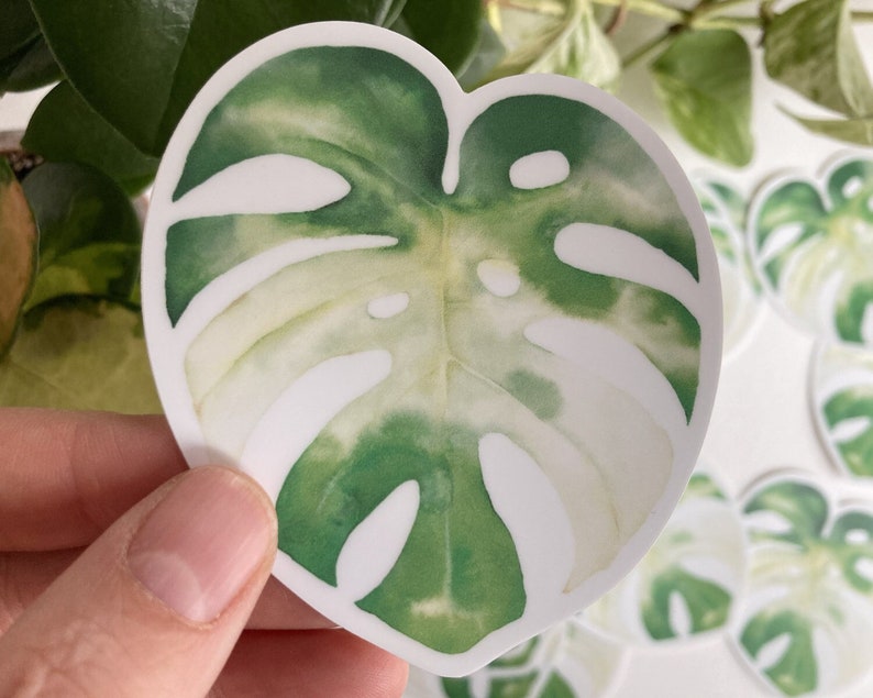 Monstera déliciosa Albo leaf vinyl sticker, botanical illustration sticker, plant lover, pastel watercolor, Katrinn Pelletier image 1