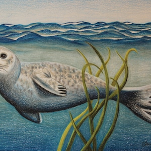 Harbor Seal-Original Drawing
