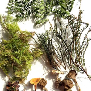 Könnte beinhalten: Eine Ansammlung natürlicher Elemente, darunter grüne Farne, Moos sowie verschiedene getrocknete Pflanzen und Pilze. Das Bild zeigt eine Vielfalt an Texturen und Farben, vom leuchtenden Grün der Farne bis zu den Erdtönen der Pilze und Tannenzapfen.