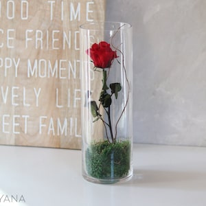 Rose éternelle rouge sur tige dans grand vase pour cadeau saint Valentin et anniversaire, déco éco-responsable rose stabilisée pour mariage