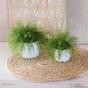 May include: Two small, white ceramic pots with green, fern-like plants sit on a woven, circular placemat. A wooden sign with the words "NICE FRIENDS HAPPY MOMENTS LOVELY LIFE" is in the background. The word "AYANA" is at the bottom left.