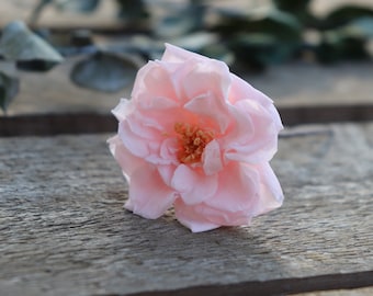 Rose sauvage stabilisée sur pic ou pince pour coiffure de mariée ou demoiselle d'honneur, fleur naturelle préservée longue conservation