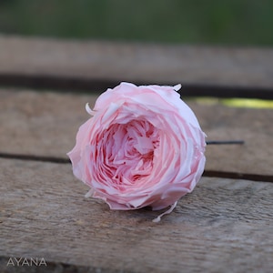 Wedding preserved flower for hair on a peak, natural English rose, real peony effect, bridal hair accessory