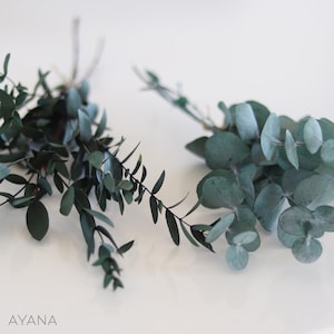 Bunch of preserved natural eucalyptus, eucalyptus cinerea or parvifolia, Natural foliage for decoration & floral creations