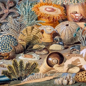 May include: A watercolor painting depicting a variety of sea life, including a starfish, sea anemones, a sea urchin, and various shells. The painting is done in a realistic style and features a variety of colors, including browns, greens, and blues.