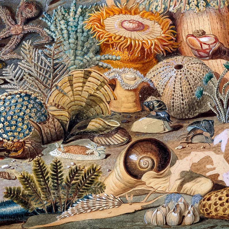 May include: A watercolor painting depicting a variety of sea life, including a starfish, sea anemones, a sea urchin, and various shells. The painting is done in a realistic style and features a variety of colors, including browns, greens, and blues.