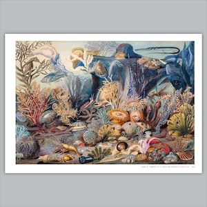 Christian Schussele - Ocean Life - Vintage Coral Reef Print, Watercolor Lithograph, Archival Museum Quality image 3