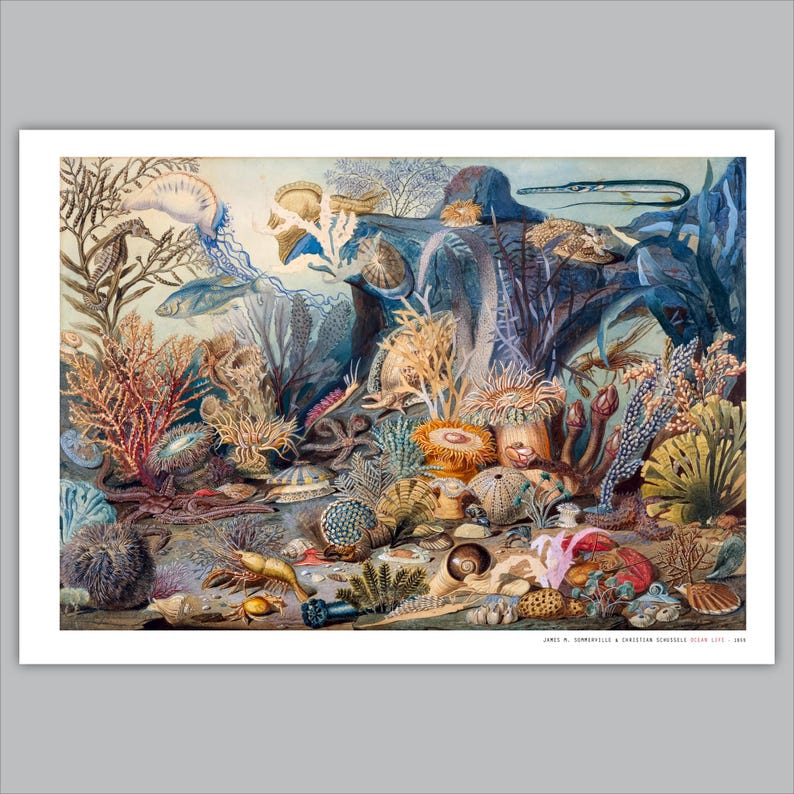 Christian Schussele - Ocean Life - Vintage Coral Reef Print, Watercolor Lithograph, Archival Museum Quality image 3