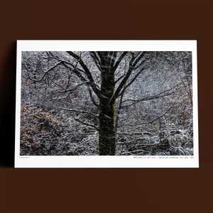 BEN OHARA - Gifu Snow Forest - Japan - Winter Flurry, Branches - Landscape Photography - High Res 600dpi Giclée Print - BFK Rives Cotton Rag