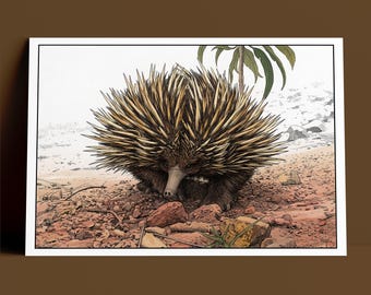Ambling Echidna Australia, Archival Giclee Print, Lithograph Etching Style Photo Art