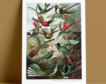 Ernst Haeckel Hummingbird Museum Quality Print - Vintage Art Nouveau Lithograph