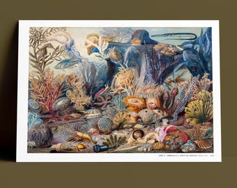 Christian Schussele - Ocean Life - Vintage Coral Reef Print, Watercolor Lithograph, Archival Museum Quality