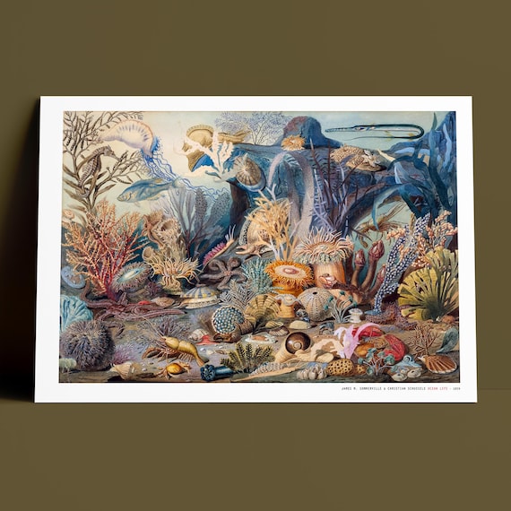 Christian Schussele - Ocean Life - Vintage Coral Reef Print, Watercolor Lithograph, Archival Museum Quality